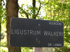 Ligustrum robustum walkeri