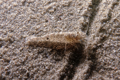 Philocheras australis