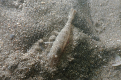 Philocheras australis