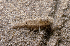 Philocheras australis