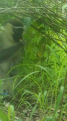 Chlorocebus tantalus