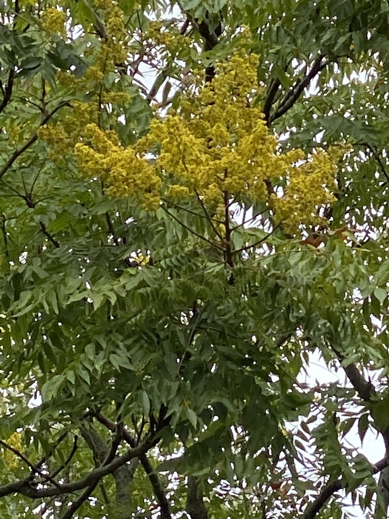 Koelreuteria elegans, William Classen Dr, Hollywood Park, TX, US