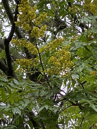 Koelreuteria elegans