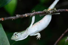 Polychrus marmoratus