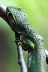 Polychrus marmoratus