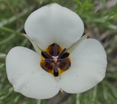 Calochortus bruneaunis