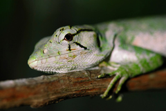 Polychrus marmoratus