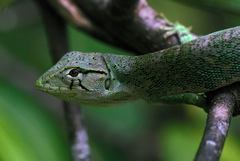 Polychrus marmoratus