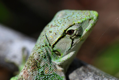 Polychrus marmoratus