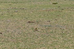 Machetornis rixosa