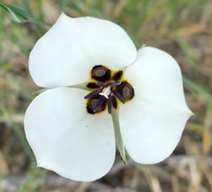 Calochortus bruneaunis