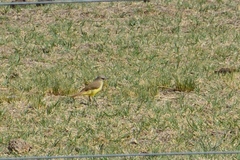 Machetornis rixosa