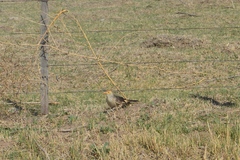 Guira guira