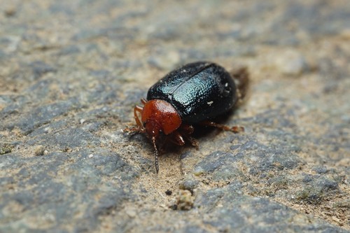 Plagiodera arizonae photo 2