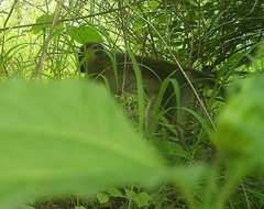 Chlorocebus tantalus