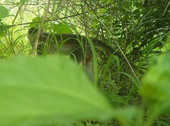 Chlorocebus tantalus