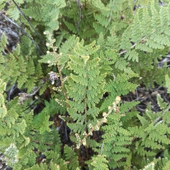Myriopteris myriophylla