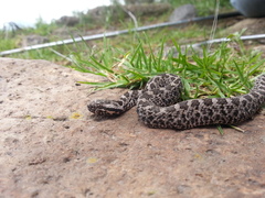 Crotalus aquilus