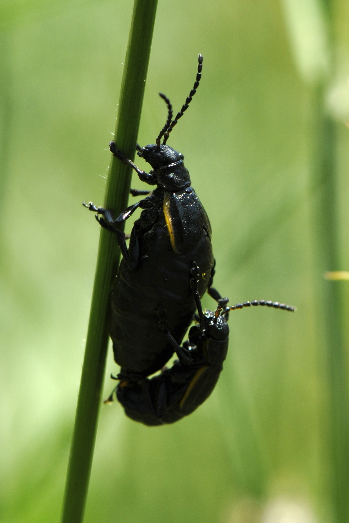 Arima marginata  iNaturalist