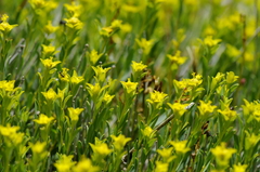 Euphorbia spinosa