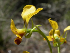 Diuris semilunulata