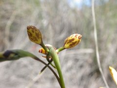 Diuris semilunulata