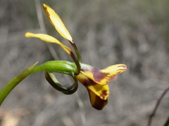 Diuris semilunulata
