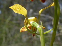 Diuris semilunulata