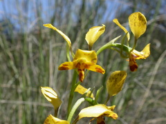 Diuris semilunulata