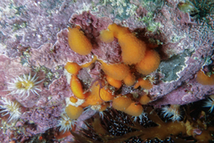 Pseudodistoma novaezelandiae