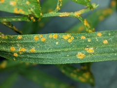 Coleosporium delicatulum