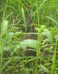 Pternistis ahantensis