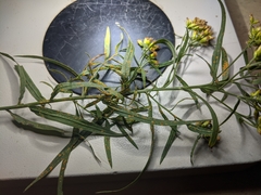 Coleosporium delicatulum