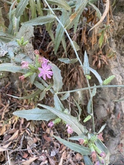 Stephanomeria cichoriacea