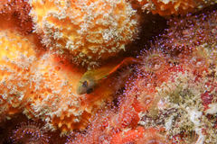 Notoclinops yaldwyni