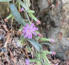 Stephanomeria cichoriacea