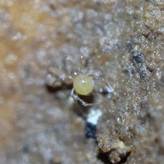 Anapistula