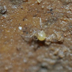 Anapistula