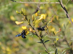Xylocopa fenestrata