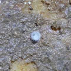 Anapistula