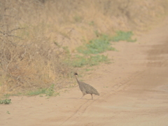 Nothoprocta cinerascens