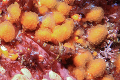 Cryptic Triplefin photo 3