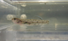 Masago Snubnose Goby photo 1