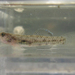 Pseudogobius masago - Photo (c) H.T.Cheng, some rights reserved (CC BY-NC), uploaded by H.T.Cheng