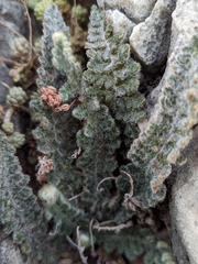 Cosentinia vellea