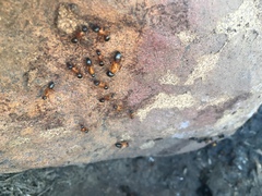Camponotus semitestaceus