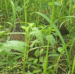 Pternistis ahantensis