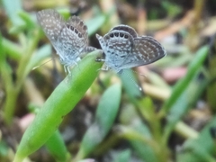 Brephidium exilis isophthalma