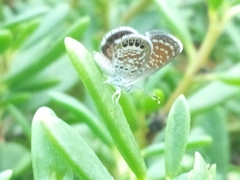 Brephidium exilis isophthalma