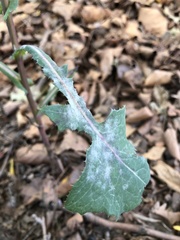 Golovinomyces sonchicola